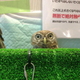 Image for article titled Who Thinks Japan's Owl Cafes Are a Hoot?